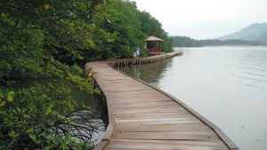 Ekowisata Hutan Mangrove, Yuk Kunjungi!