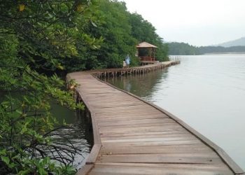 Ekowisata Hutan Mangrove, Yuk Kunjungi!
